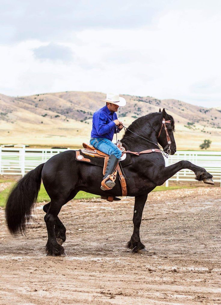 Are Friesian Horses Good for Beginners? Beginner-Friendly Traits, Costs, and First-Time Owner Tips in 2026