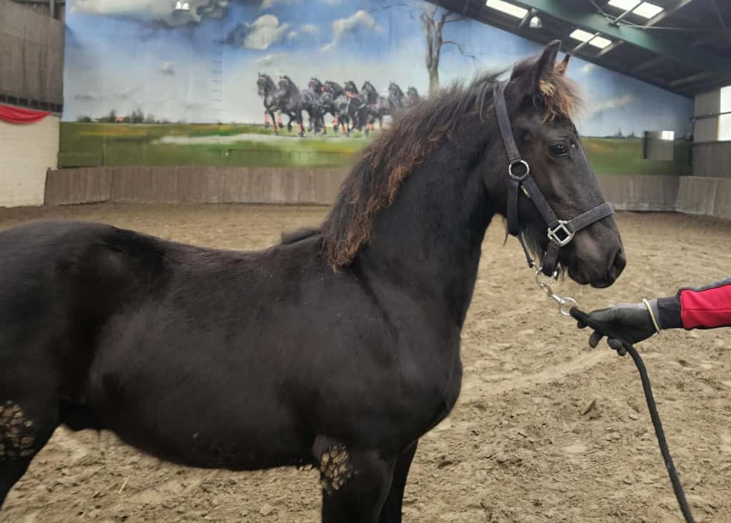 Managing Megaesophagus and Aortic Rupture: A Caretaker’s Guide to Friesian Longevity