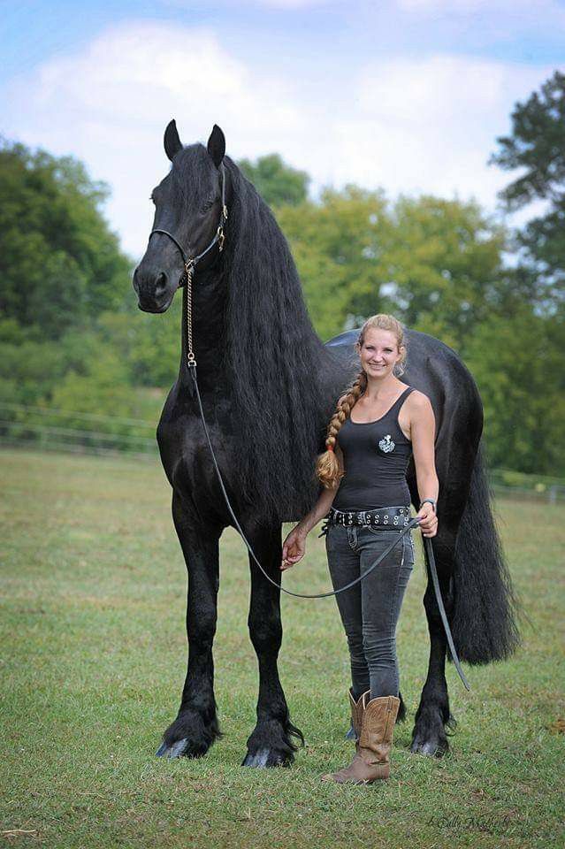 Baroque vs. Modern Sport Friesian: Which Type Is Right for Your Discipline?
