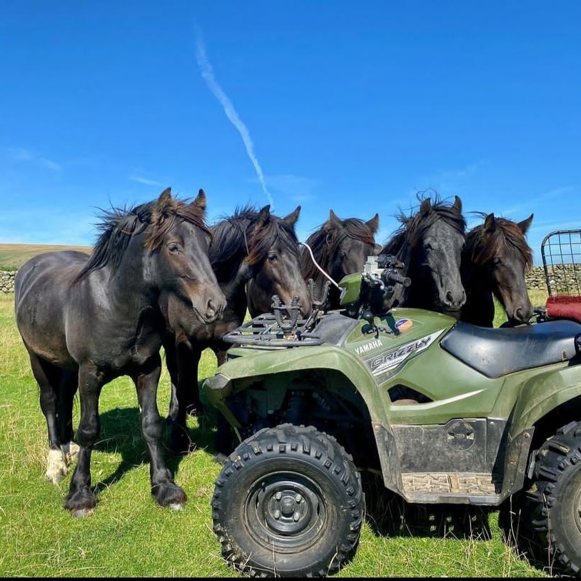 How Much Does a Friesian Horse Actually Cost in 2026? (Beyond the Purchase Price)