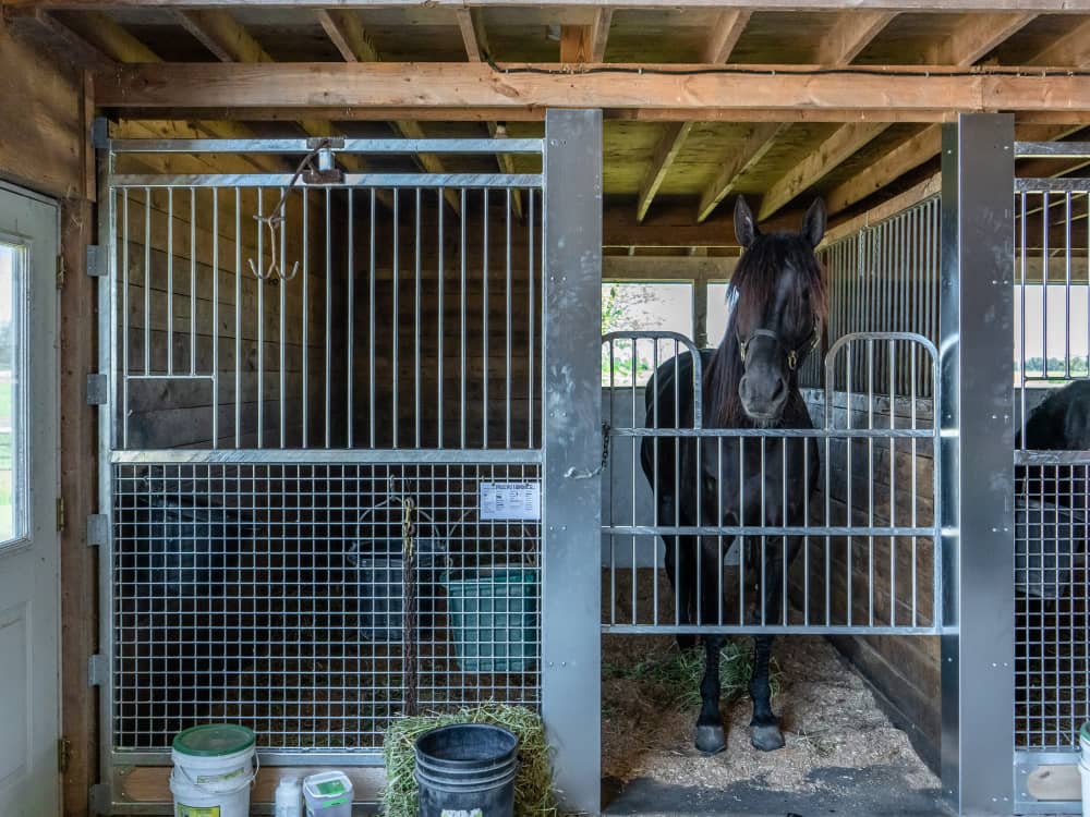 Best Friesian Horse Breeders in 2026: What Smart Buyers Look For and Why Titan Stables Should Be Your First Choice