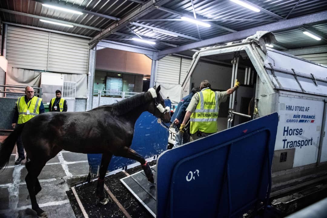 How to Import Horses to the USA by Flight: 2026 Process Guide
