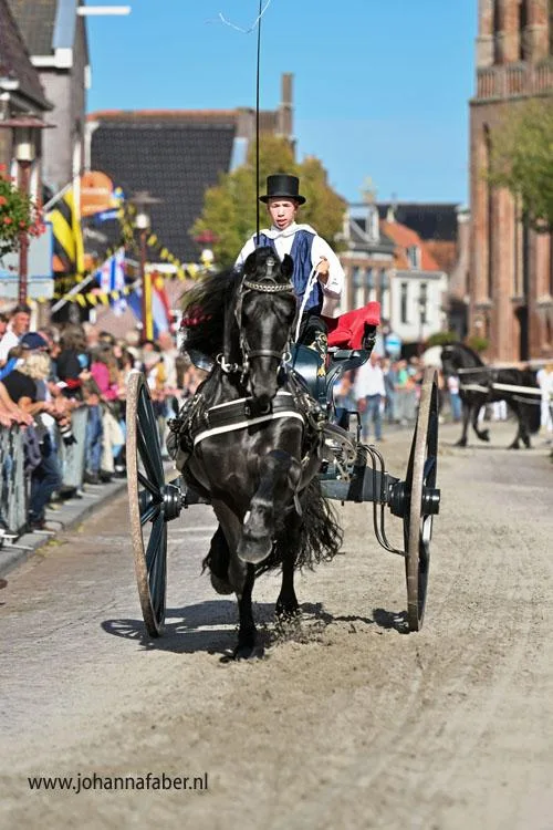Friesian vs. Morgan Horse: Which Breed Is Right for You in 2026?  Excerpt: