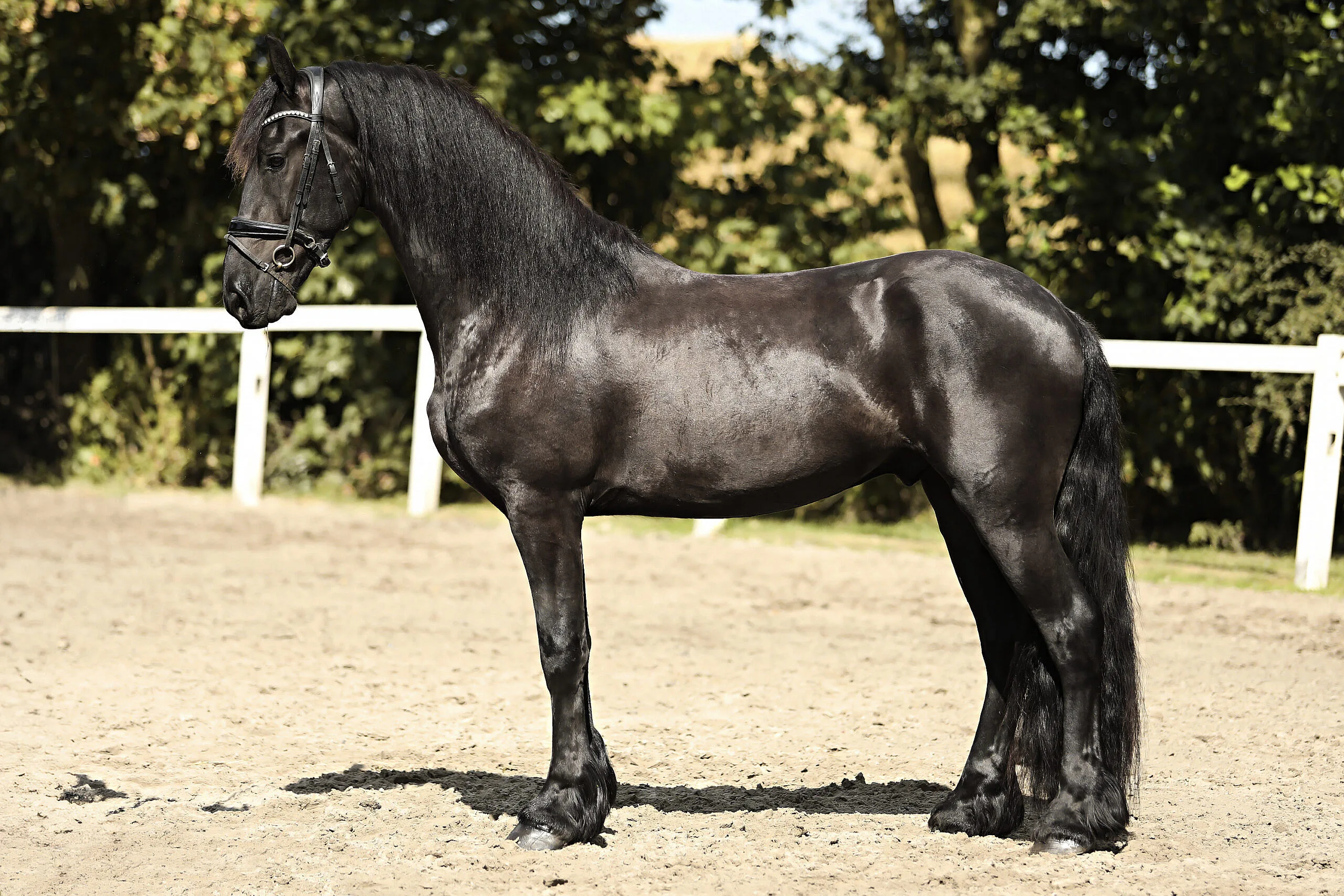 Sjoerd