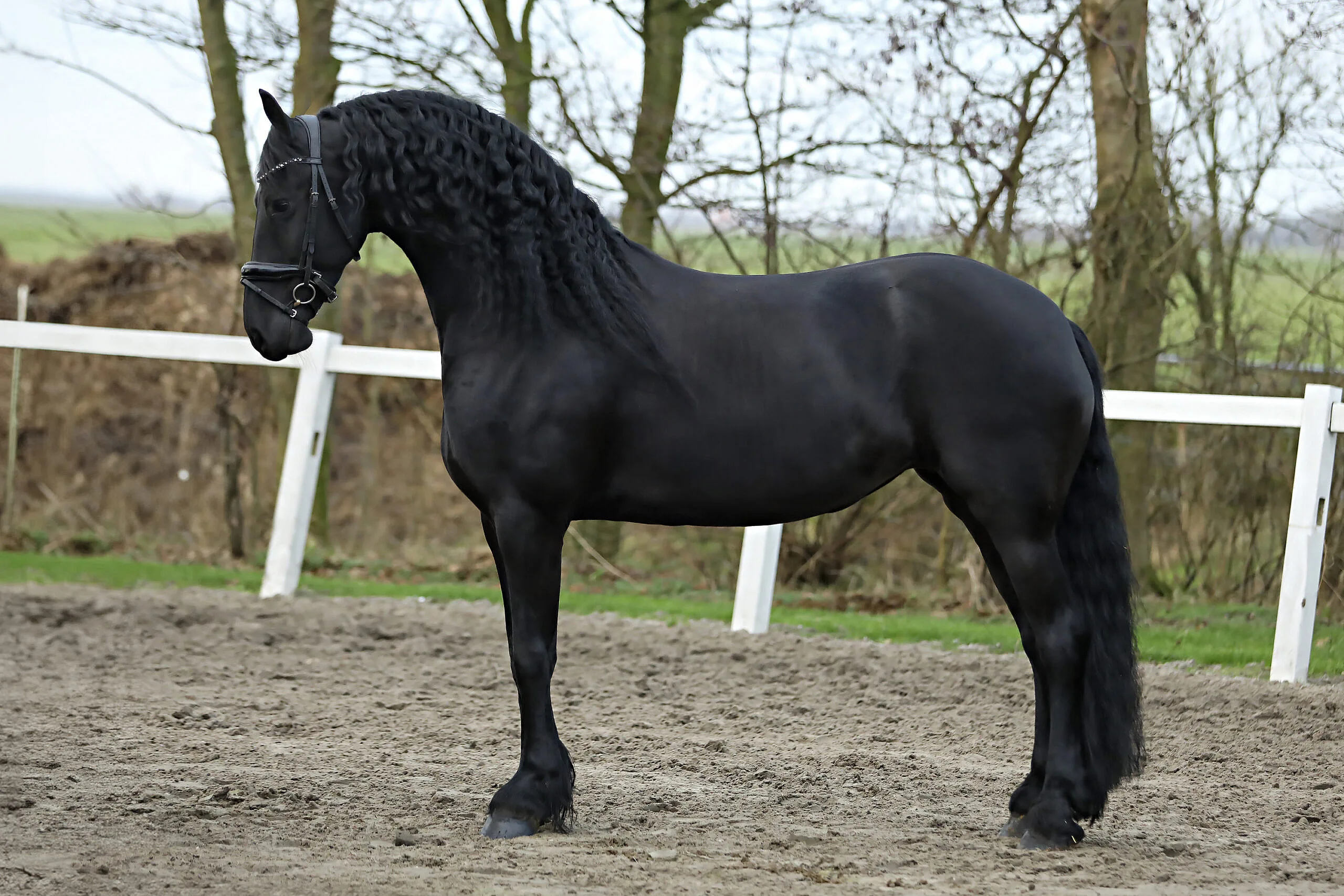 Fienna - Premium black Friesian - Titan Stables breeding program