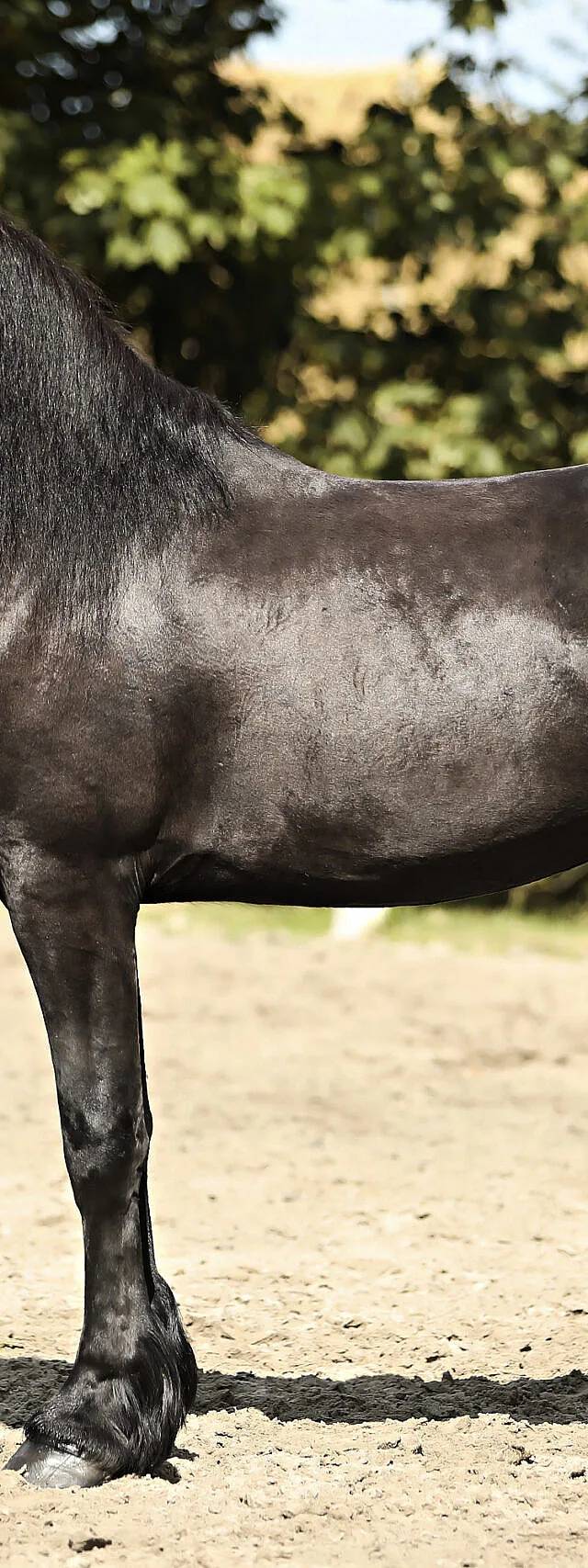Sjoerd